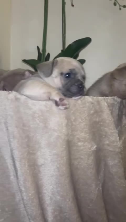 Mixed Breed dogs for sale: Beautiful French Bulldog x Chihuahua Puppies  - Video 2