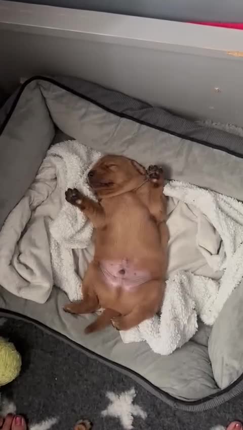Labrador Retriever dogs for sale: Red Labrador puppies  - Video 1