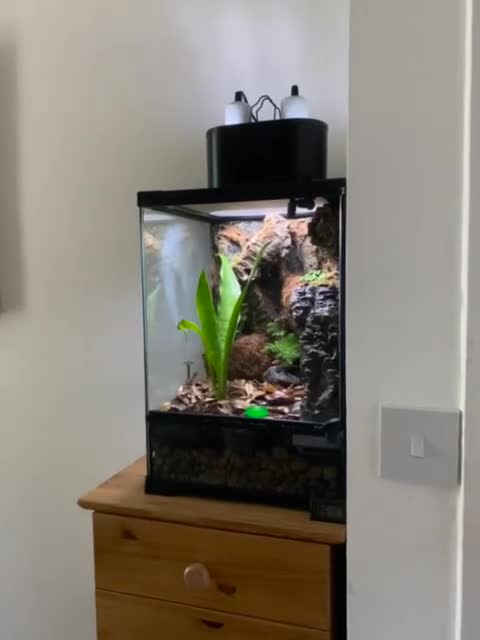 Gecko reptiles for sale: Male Crested Gecko (equipment included) in Bromley - Video 1