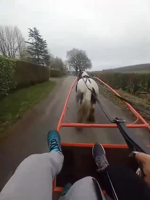 Irish Cob horses for sale: Baby girl  in Stoke-on-Trent - Video 1