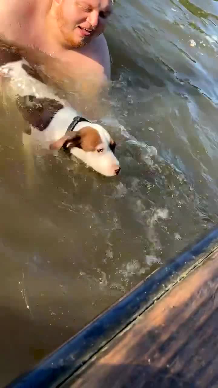 Mixed Breed dogs for sale: For sale mix breed female 7month old - Video 2