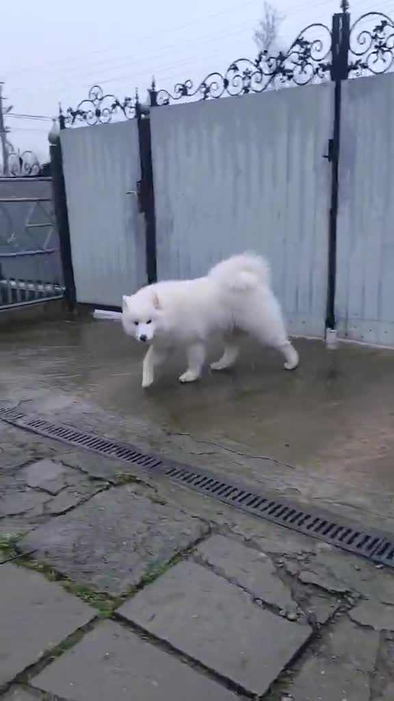 Samoyed dogs for sale: Kc registered Samoyed female - Video 1