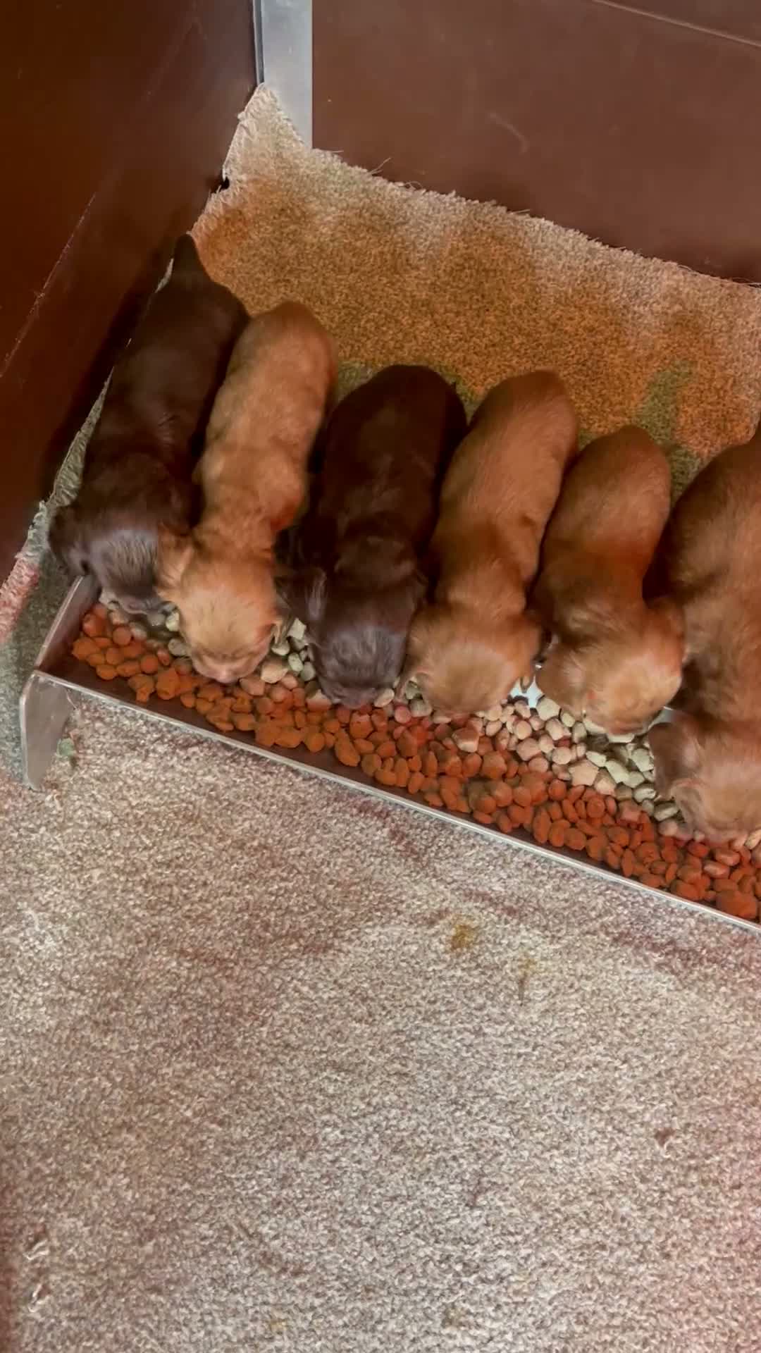 Cocker Spaniel dogs for sale: Cocker spaniel puppies - Video 1