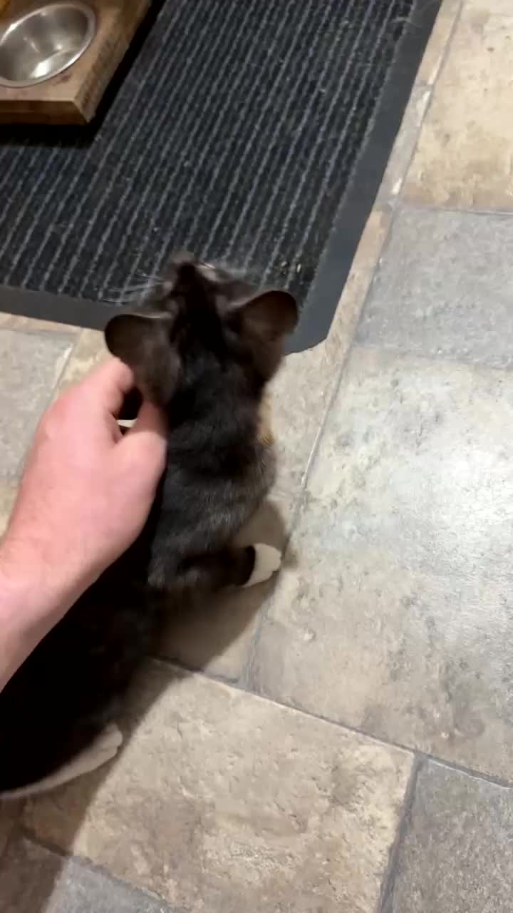 Mixed Breed cats for sale: TORTISHELL KITTEN  - Video 1