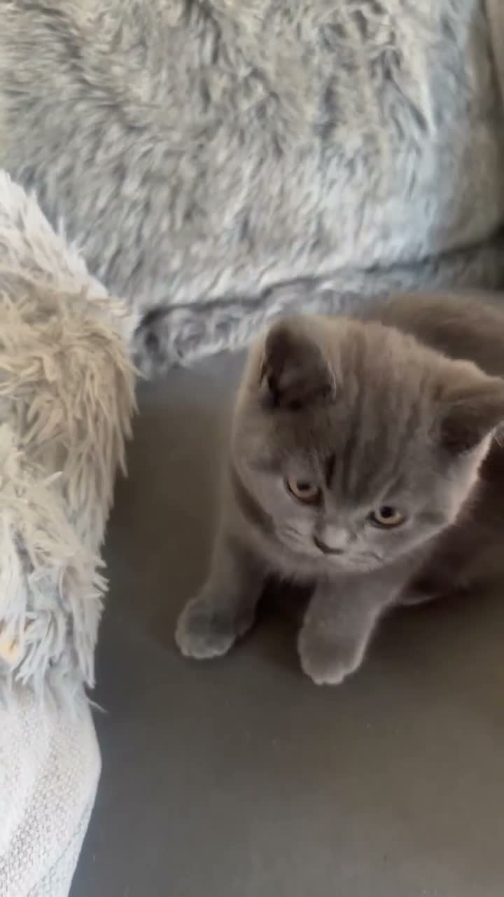 British Shorthair cats for sale: PEDIGREE British Shorthair Kittens - Video 1