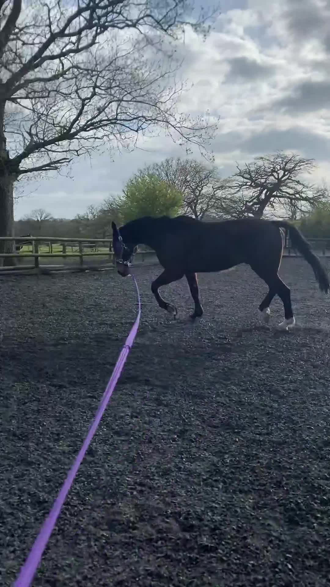 American Standardbred horses for sale: Brywin – 16.2hh 11yo American Standardbred gelding - Video 2