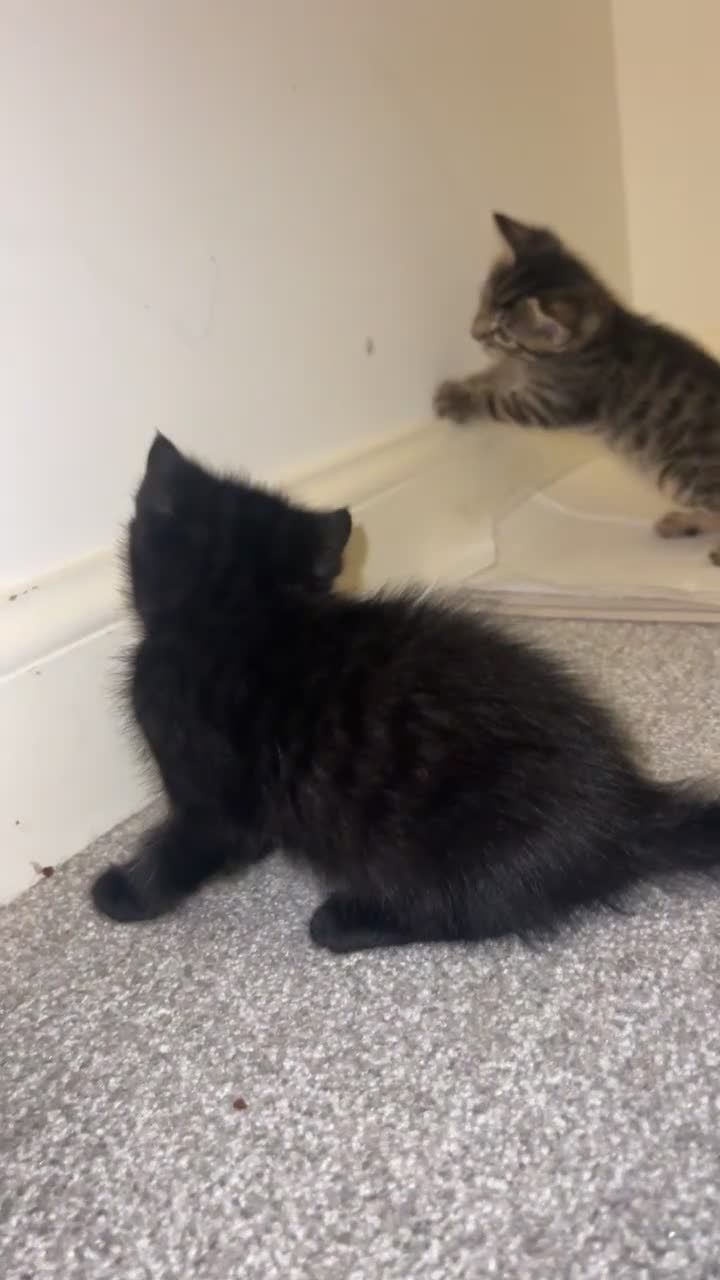 Mixed Breed cats for sale: 4 Beautiful tabby kittens - Video 1