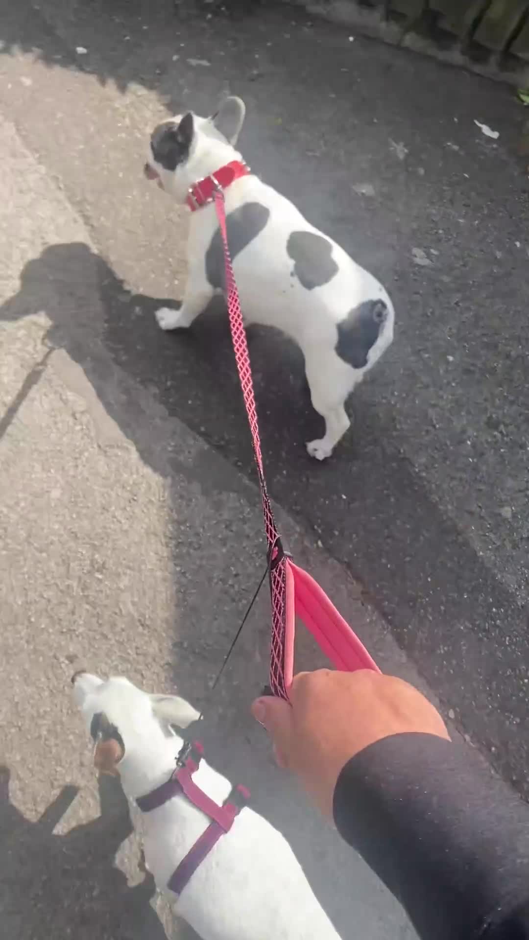 French Bulldog dogs for sale: French Bulldog  - Video 1