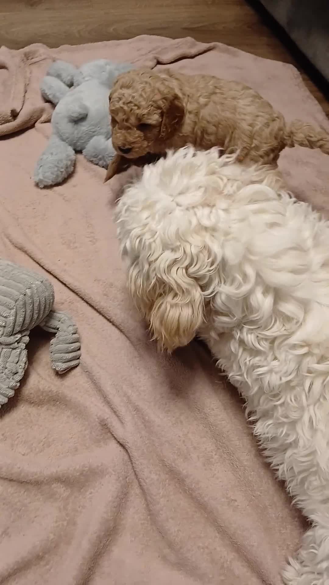 Cockapoo dogs for sale: Beautiful F2 Cockpoo in Sunderland - Video 5
