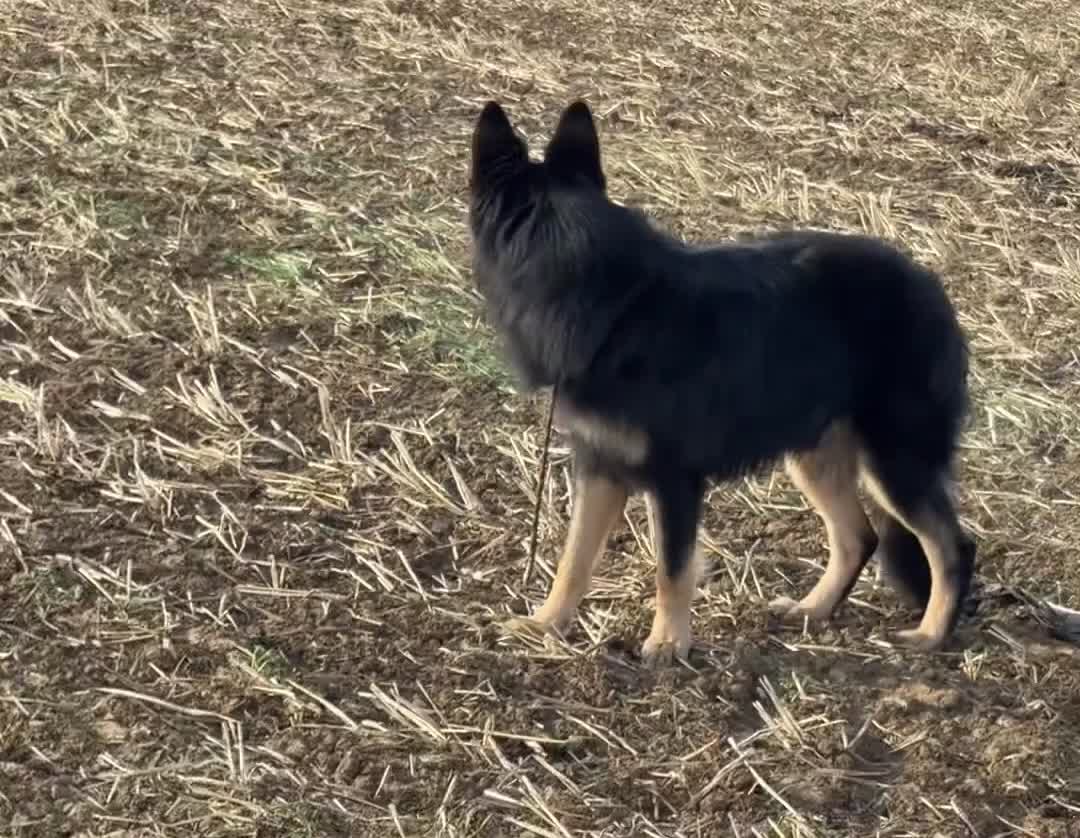 German Shepherd dogs for stud: ODIN PEDIGREE GERMAN SHEPHERD *PROVEN* - Video 1