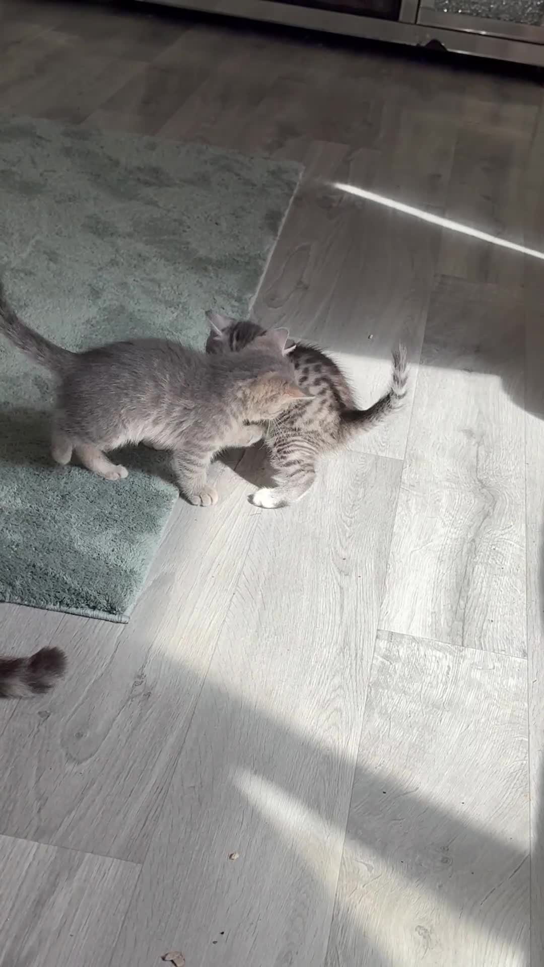 British Shorthair cats for sale: half british shorthair - Video 1