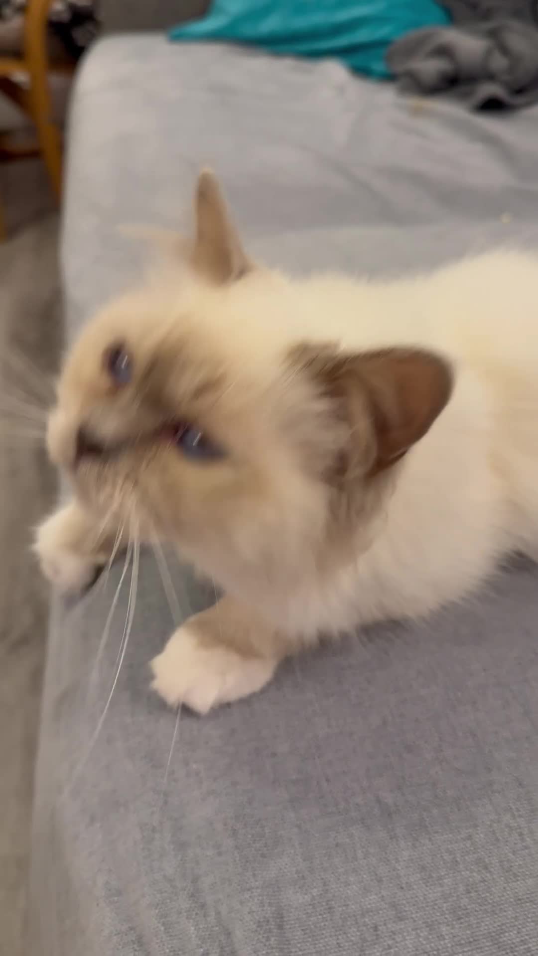 Birman cats for sale: Lilac point Birman female for sale  - Video 1