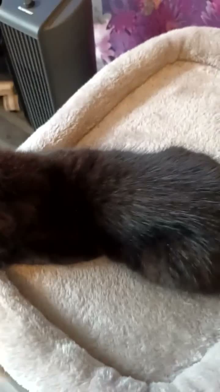 British Shorthair cats for sale: British short hair/black ghost tabby - Video 1