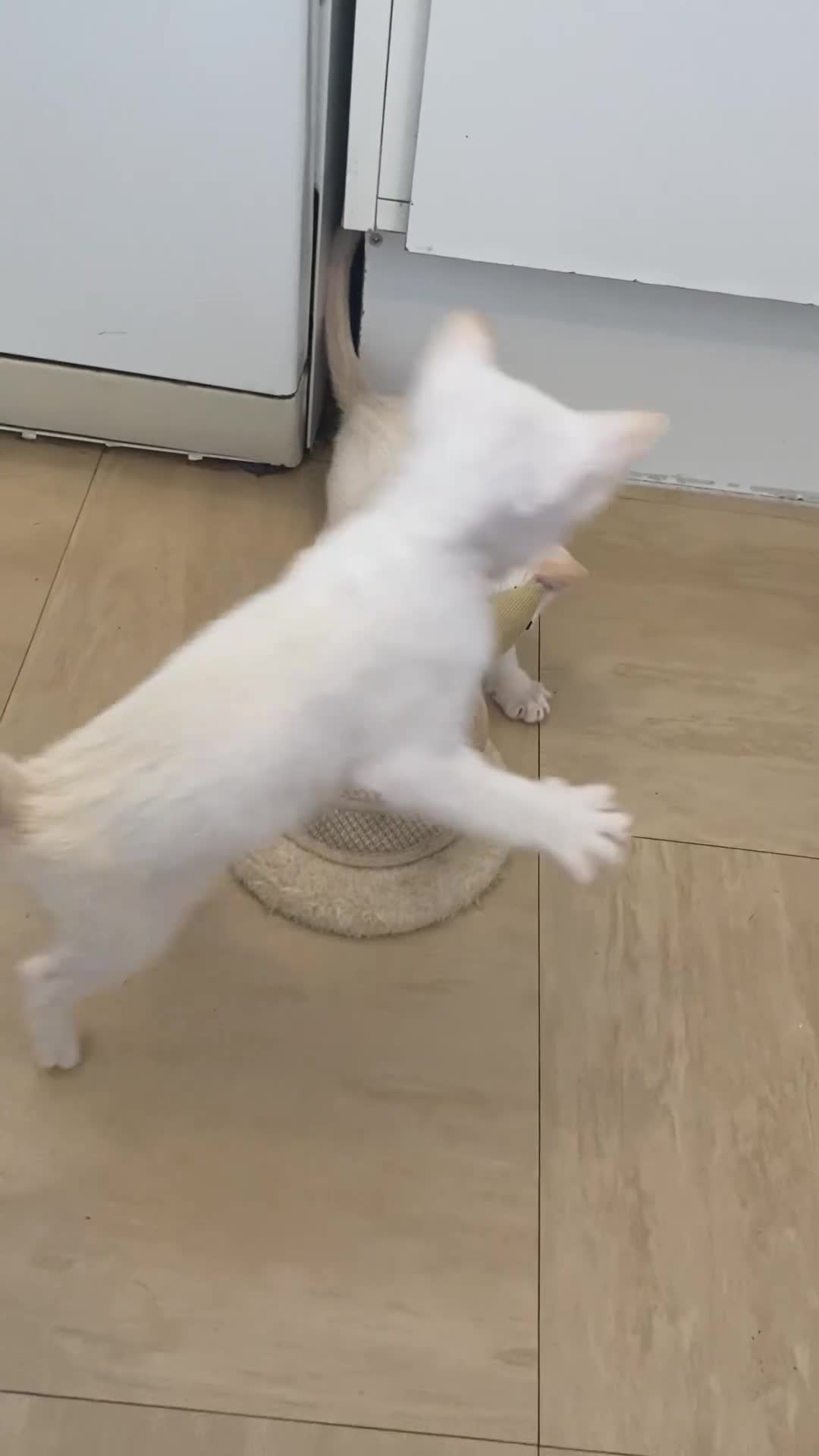 Siamese cats for sale:  Flame point Siamese kittens  - Video 1