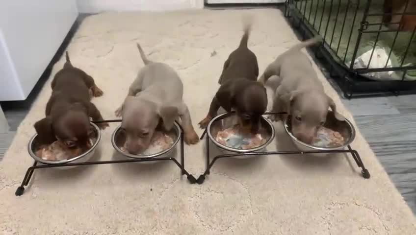 Miniature Dachshund dogs for sale: Dachshund miniature READY TO GO  - Video 1
