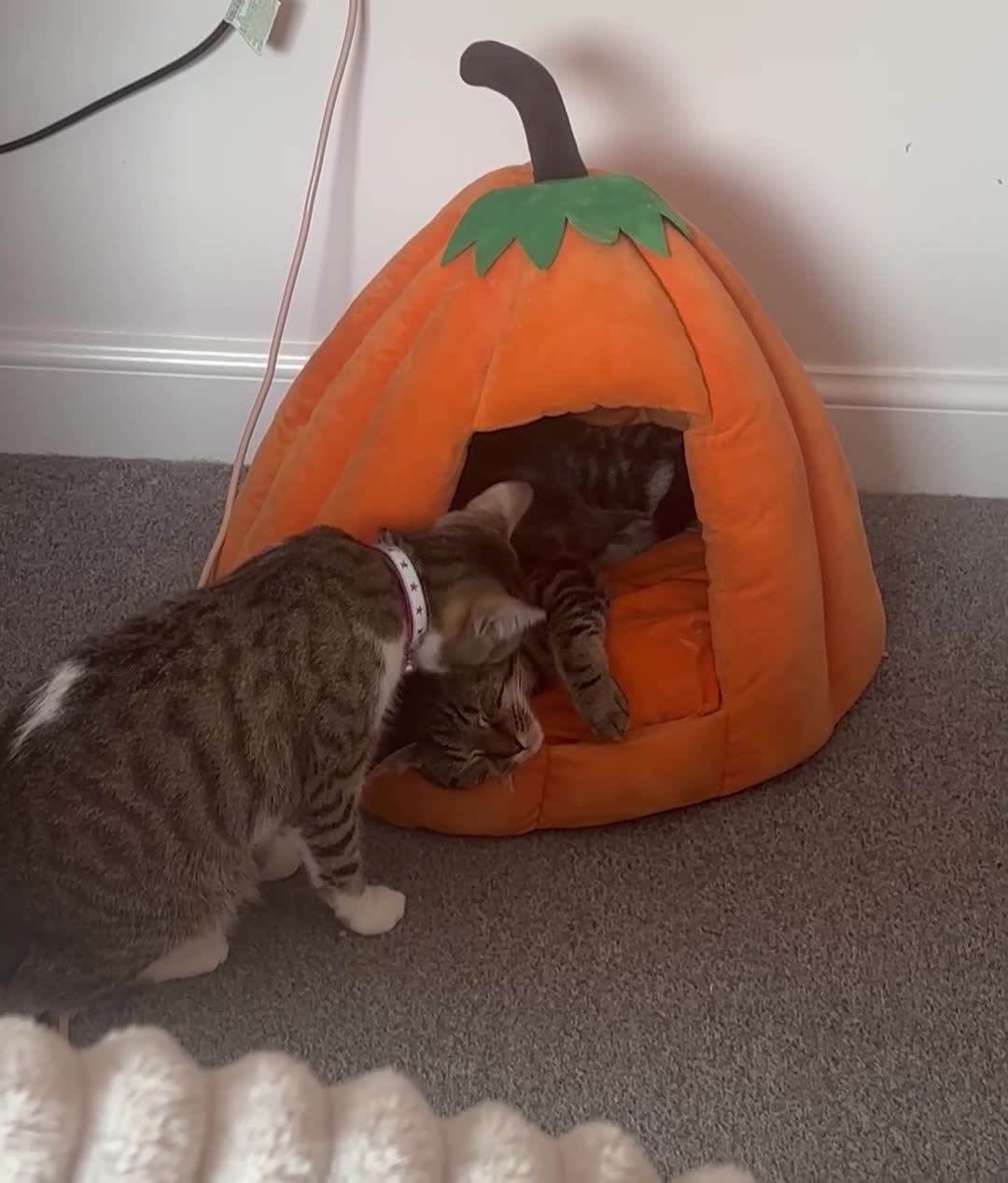 Domestic Shorthair cats for sale: Kitties need a loving home together❤️ - Video 1
