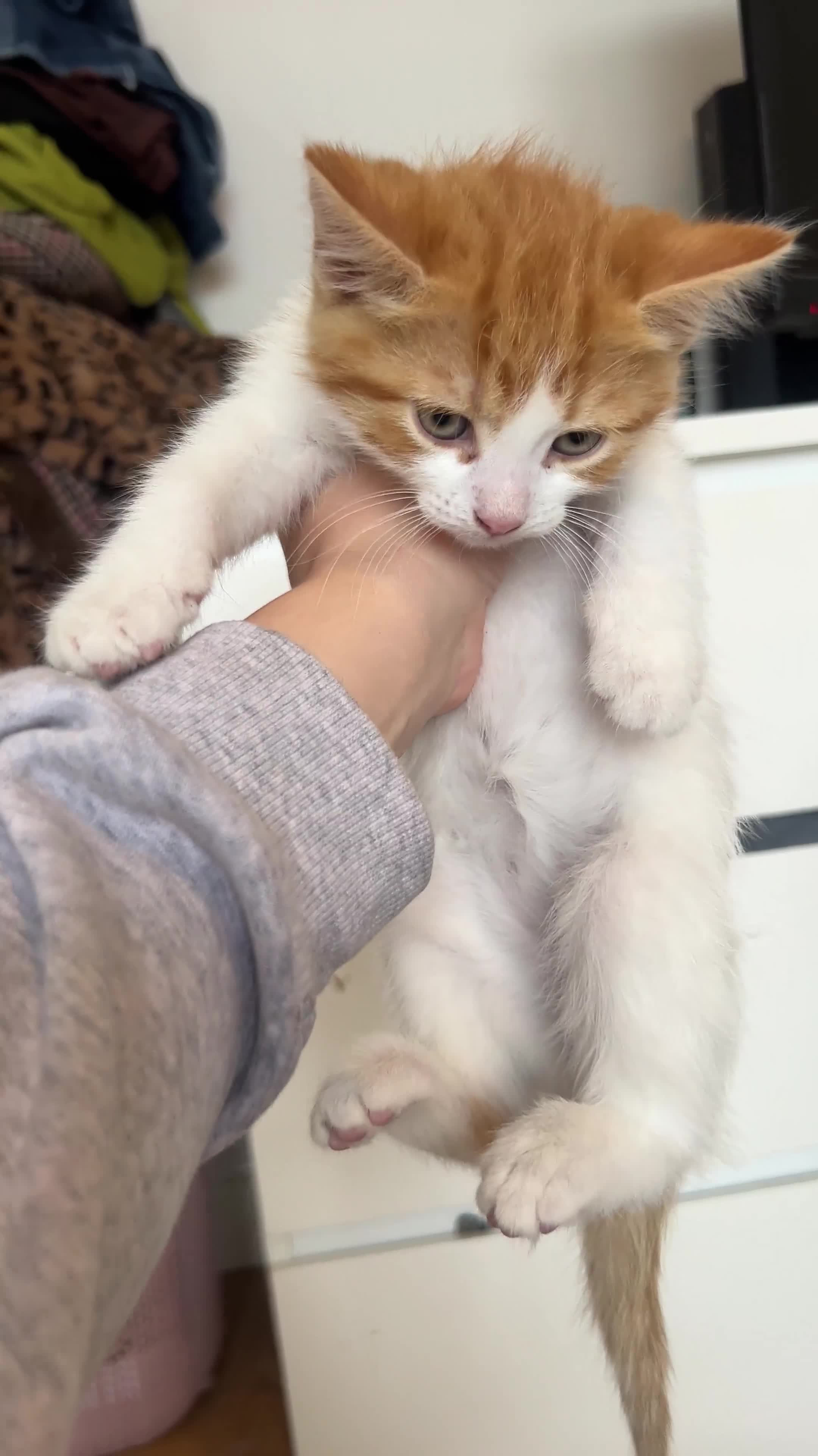 Mixed Breed cats for sale: 4 orange tabby kittens - Video 1