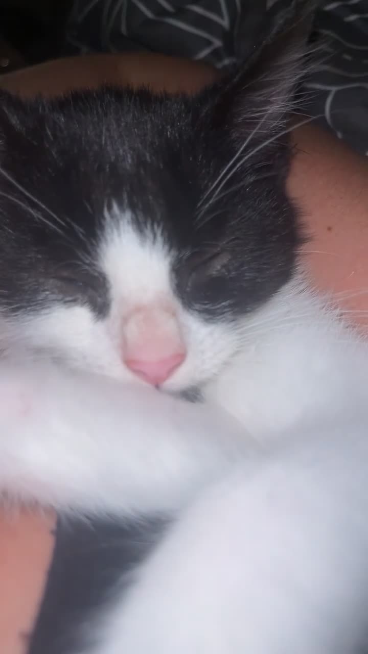 Domestic Shorthair cats for sale: 1 male kitten in Belfast - Video 2