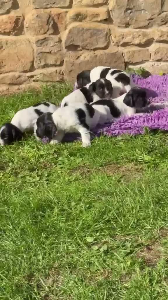 English Springer Spaniel dogs for sale: B/W PLAYFUL LITTER SPRINGER SPANIELS,HEALTH TESTED - Video 2