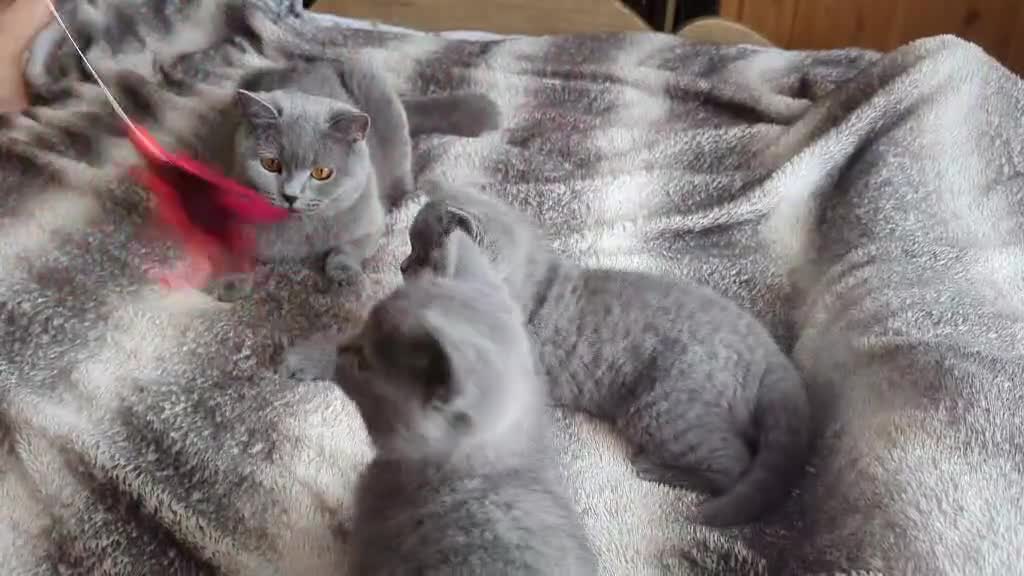 British Shorthair cats for sale: Boy pure BSH - parents champions,perfect for kids  - Video 1