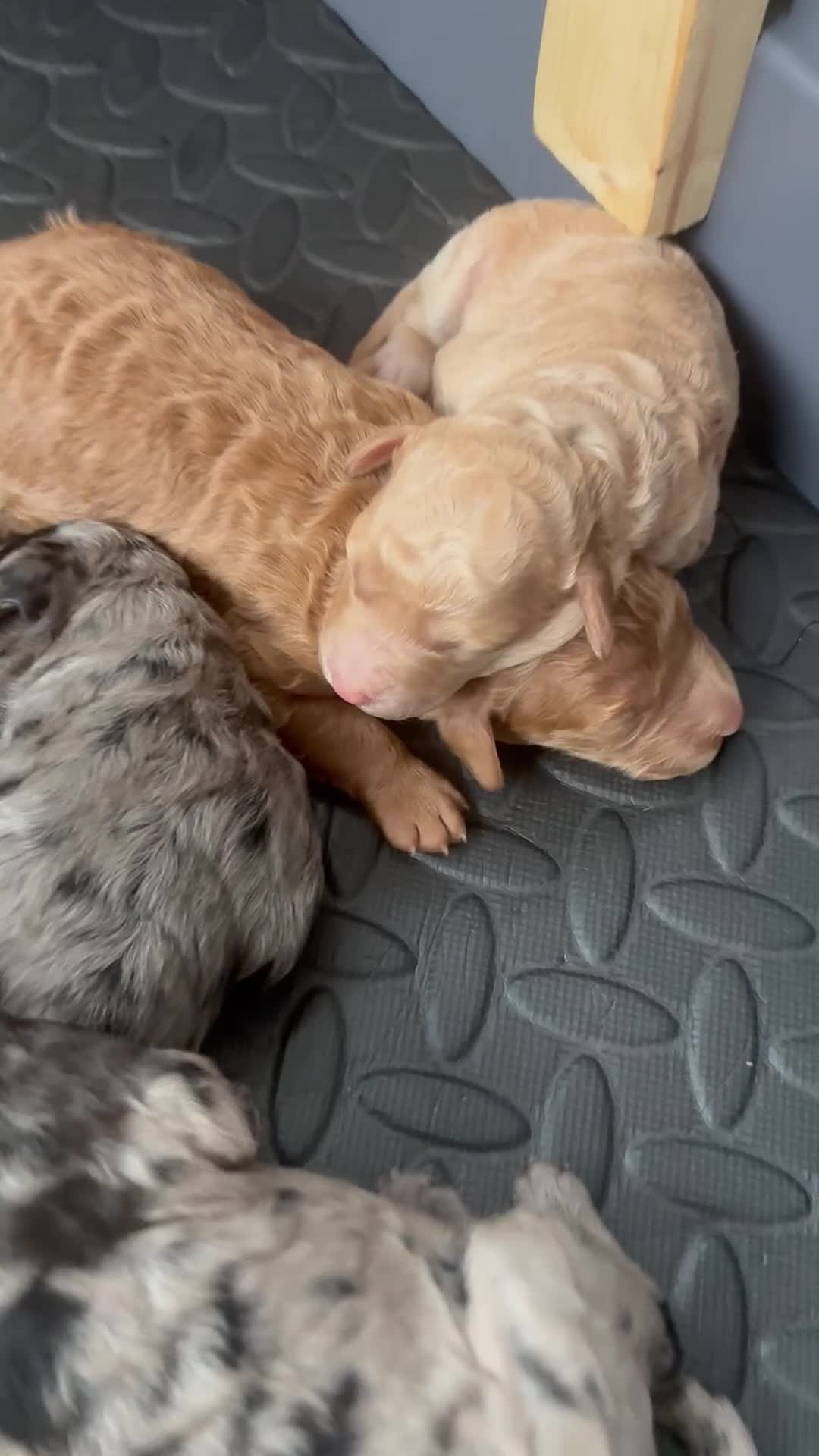 Mini Goldendoodle dogs for sale: Stunning Mini Goldendoodles - Video 1