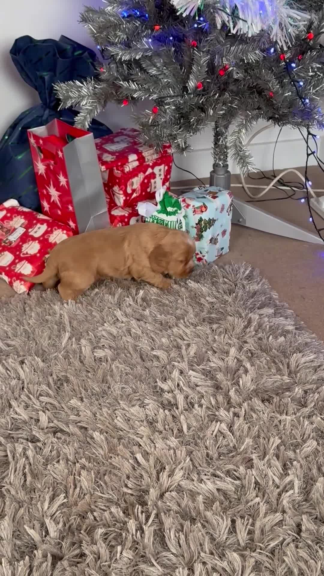 Cocker Spaniel dogs for sale: Show Type Cocker Spaniel Puppies – Girls Only - Video 3