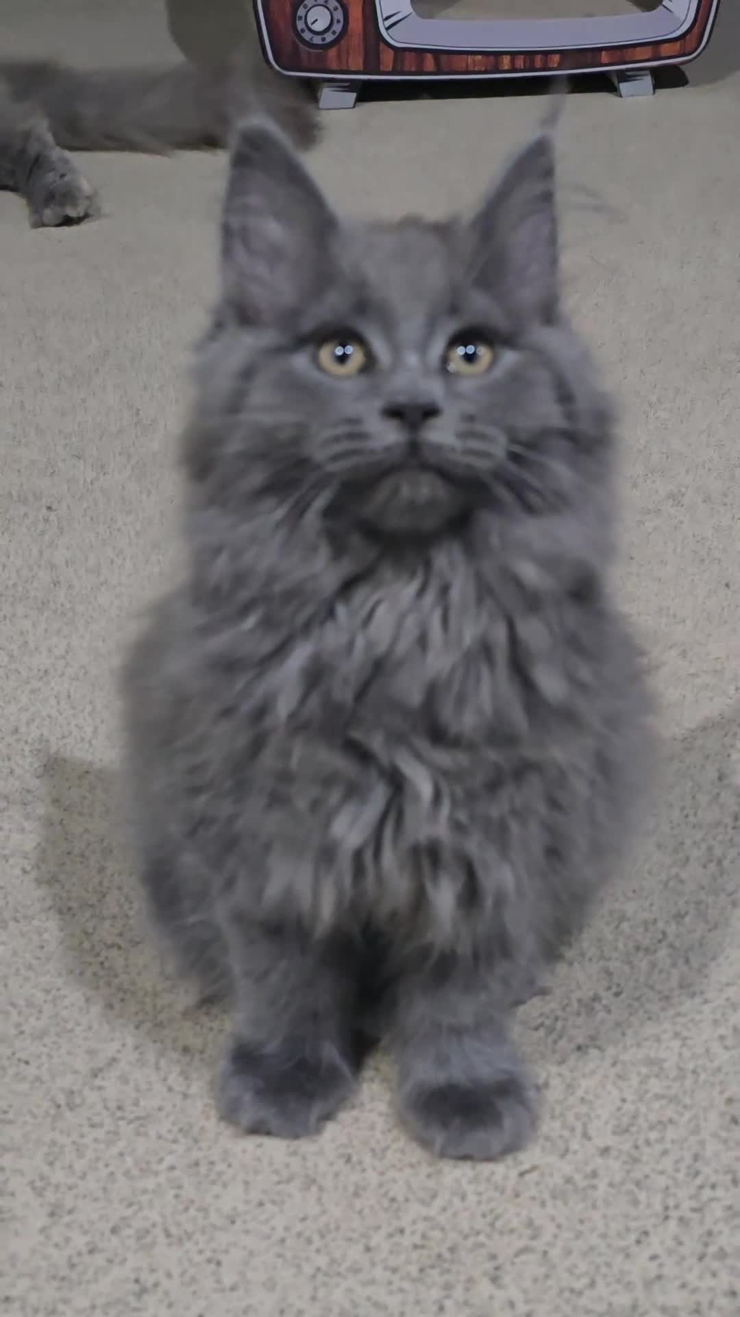 Maine Coon cats for sale: Gccf registered maine coon girl - Video 1