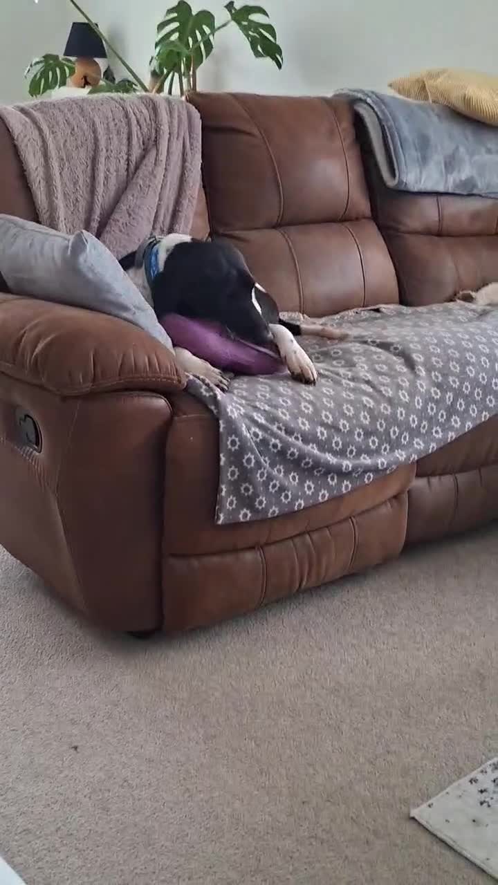 Mixed Breed dogs for adoption: Stratos ! ❤️ a Cypriot sweetheart  - Video 4