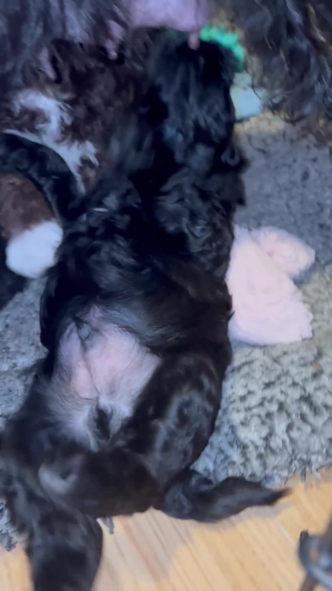 Schnoodle dogs for sale: 2 adorable black male schnoodle pups for sale - Video 1