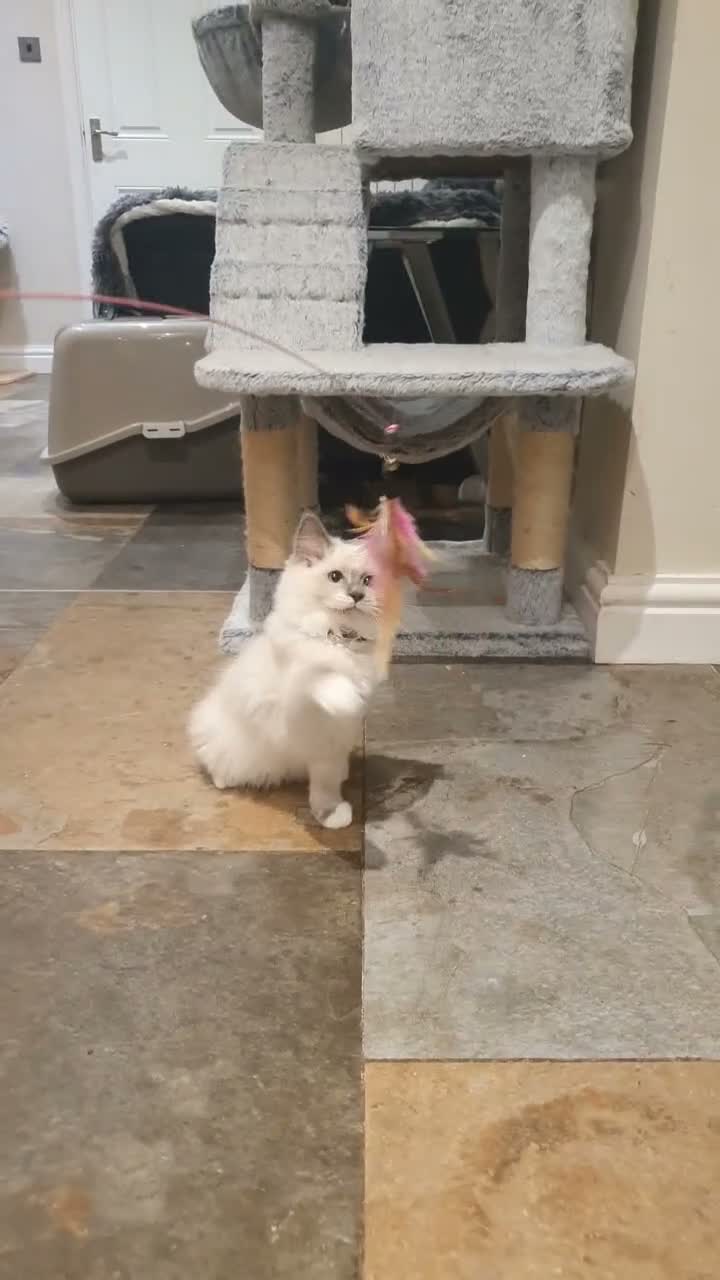 Ragdoll cats for sale: 💖11 WEEKS OLD💖 GCCF Registered Ragdoll Kittens. - Video 3