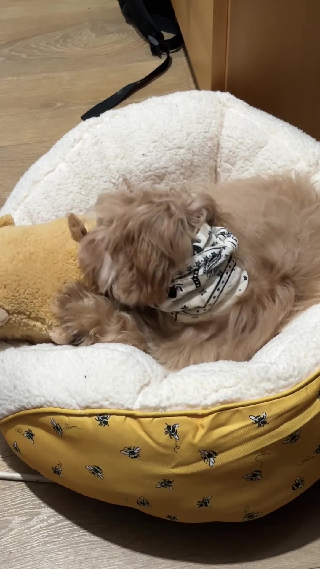 Maltipoo dogs for sale: A little Maltipoo is looking for a family 🐶💛 - Video 3