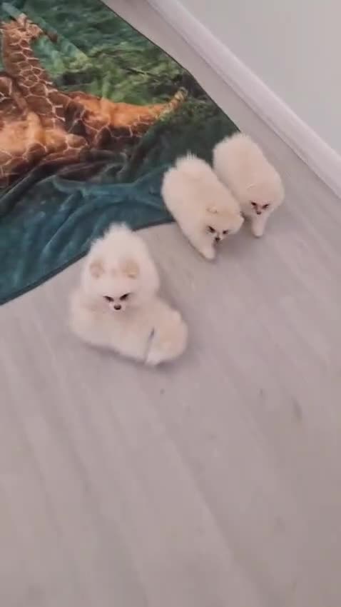 Pomeranian dogs for sale: Pomeranian Female Ready - Video 2