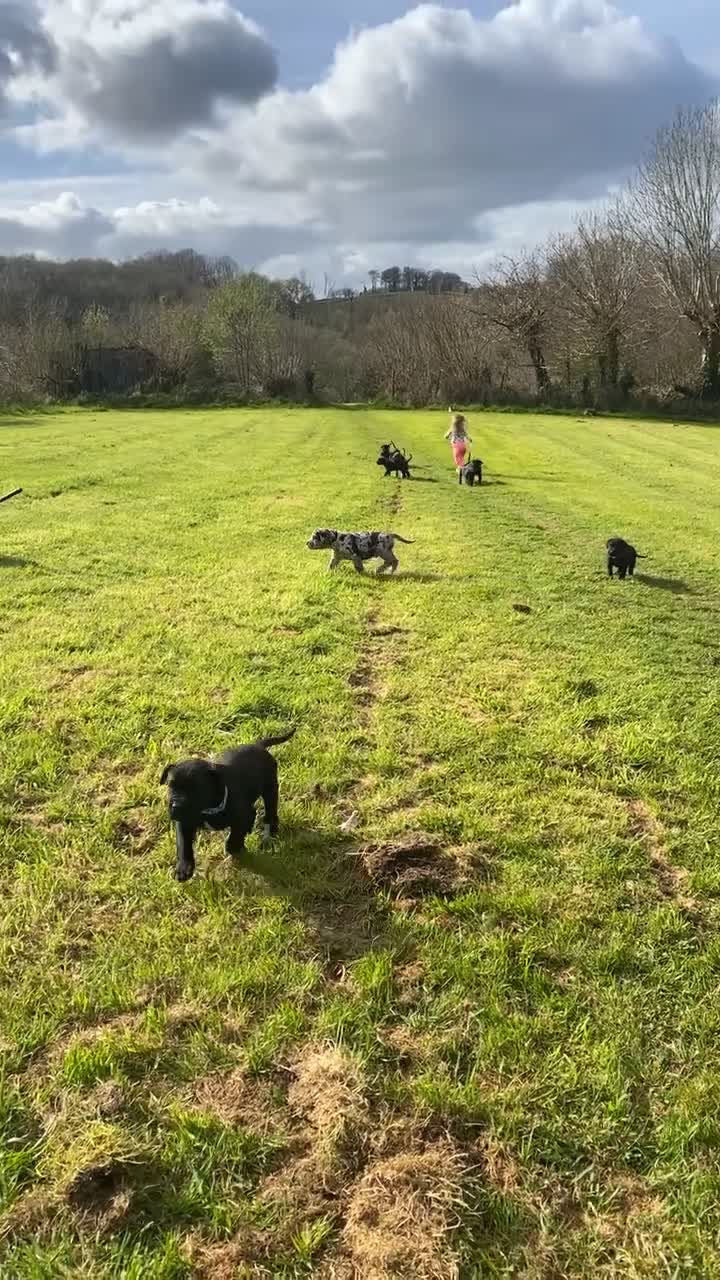 Mixed Breed dogs for sale: Beautiful Italian daniffs (Great Dane/cane corso)  - Video 4