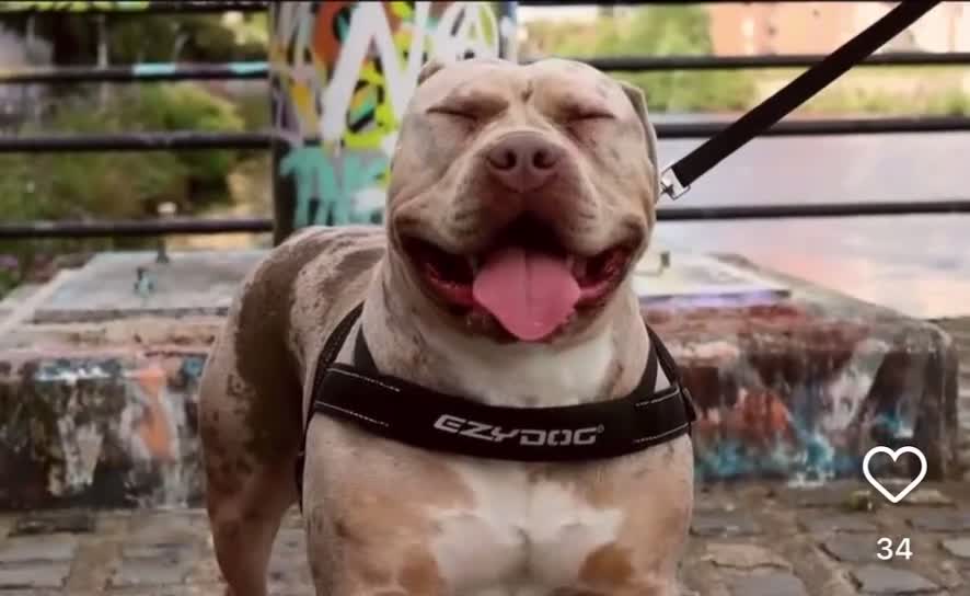 American Bully dogs for stud: Standard American Bully Stud for 1 Puppy  - Video 1