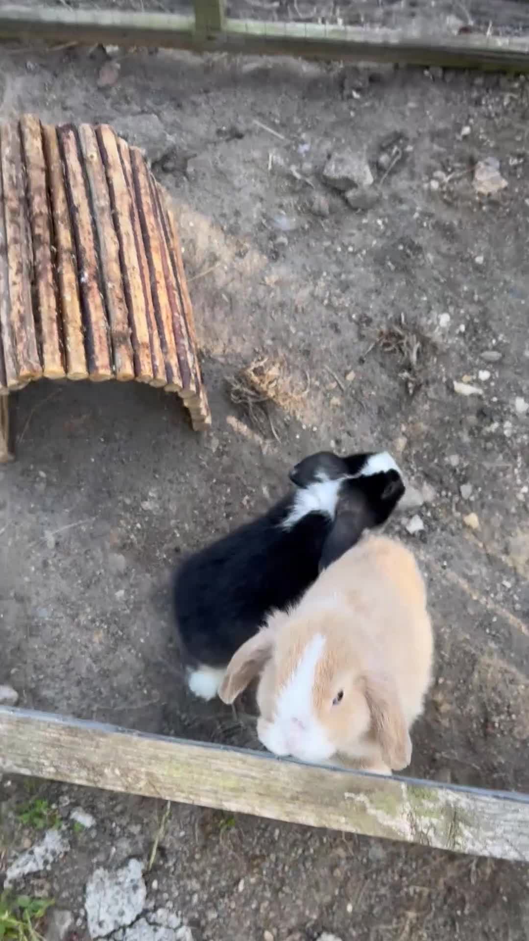 Mini Lop rabbits for sale: Lovely little mini lop rabbits ready now - Video 1
