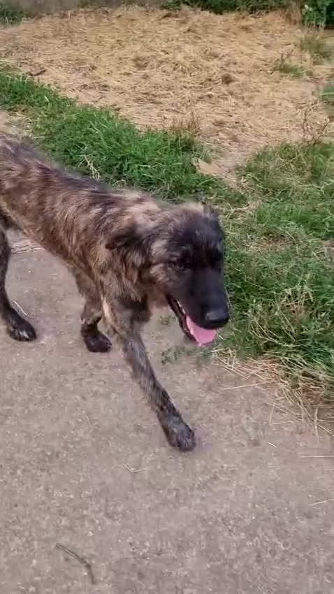 Mixed Breed dogs for adoption: Home Need Urgently  - Video 1