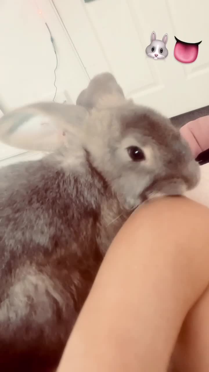 Mixed Breed rabbits for sale: Bluey 🐰 in Washington - Video 2