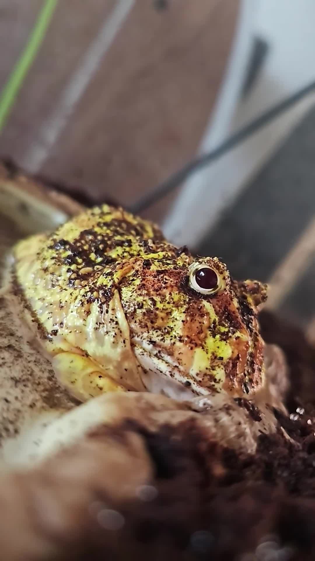 Frog reptiles for sale: Pac-man frog with tank - Video 1