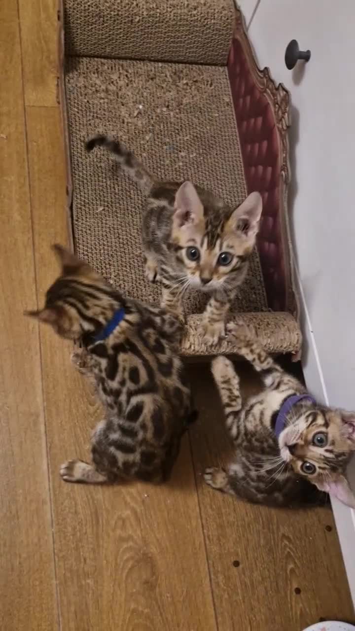 Bengal cats for sale: Beautiful kittens 🥰 - Video 4