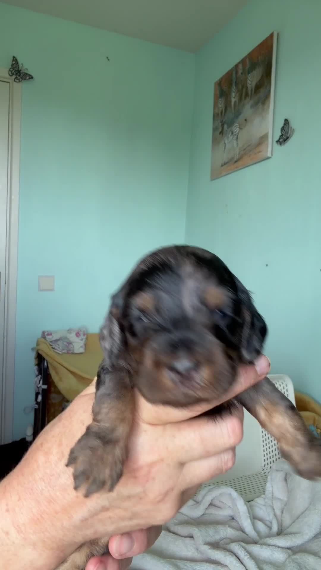 Cockapoo dogs for sale: Cockapoo Puppies in Totnes - Video 1