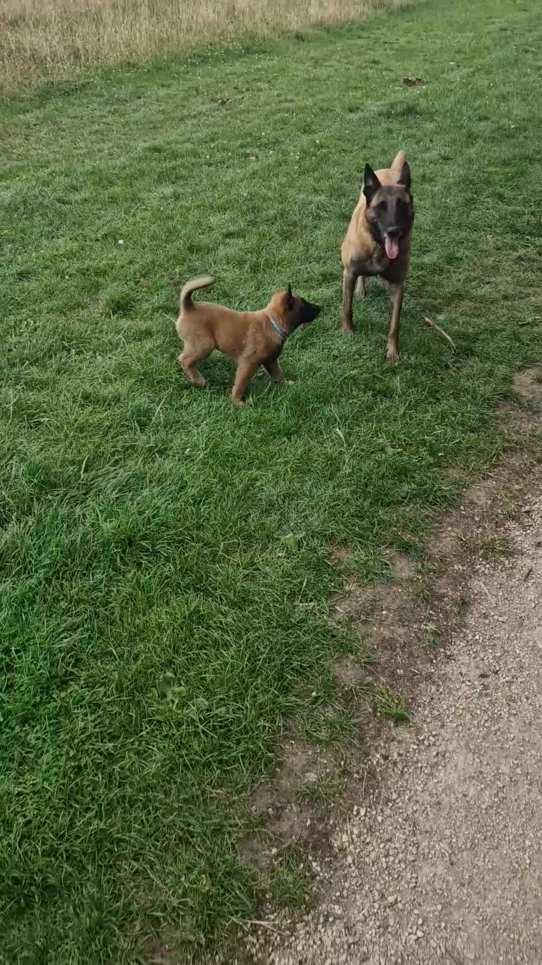 Belgian Shepherd Dog dogs for sale: Malinois Puppy for Sale - Pure, Healthy, KC Regist - Video 2