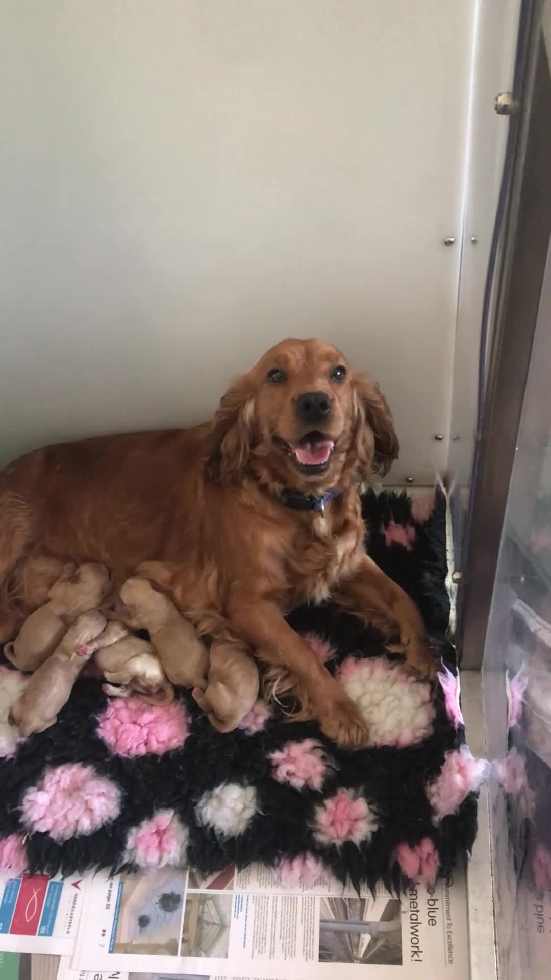 Cockapoo dogs for sale: Family raised Cockapoo babies  - Video 4
