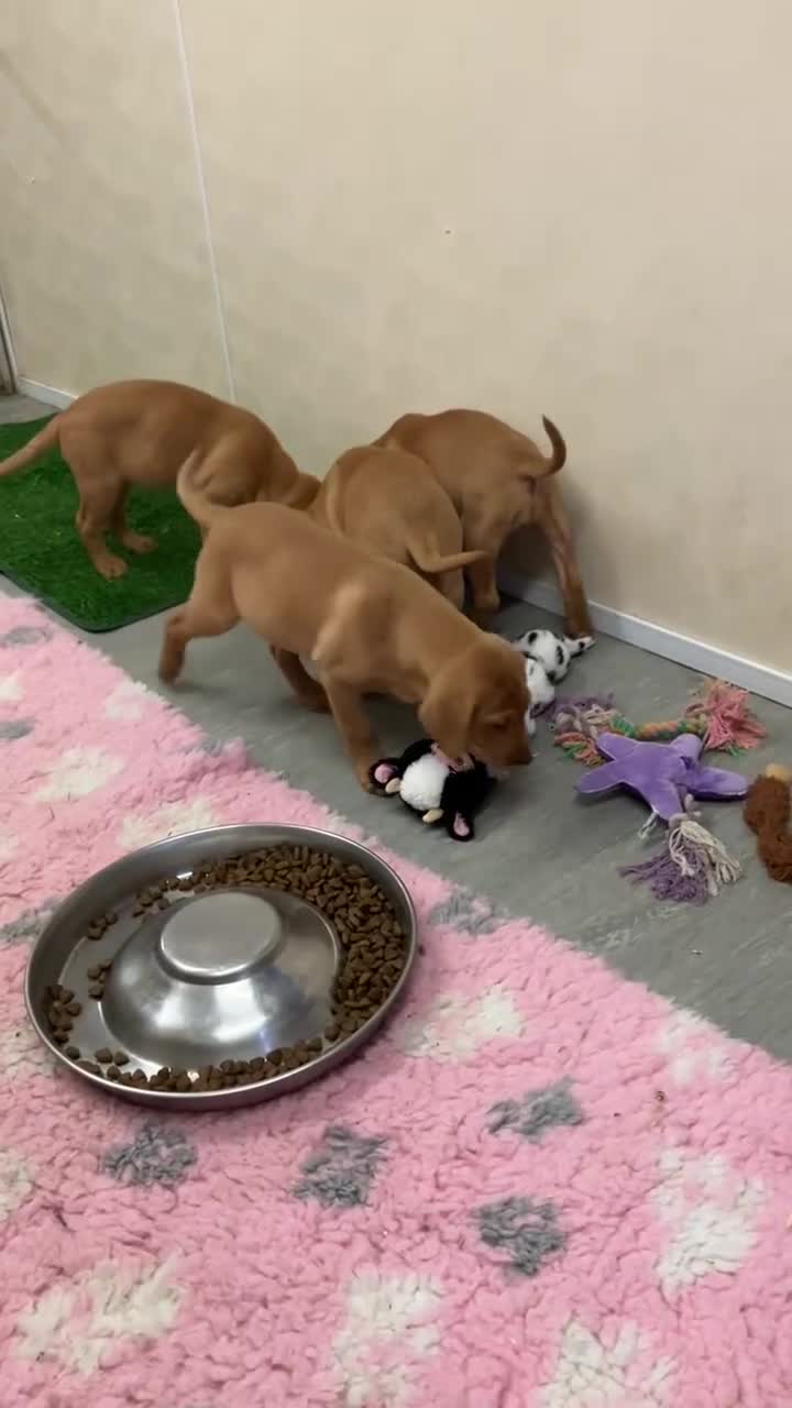 Labrador Retriever dogs for sale: Fox red Labradors  - Video 1
