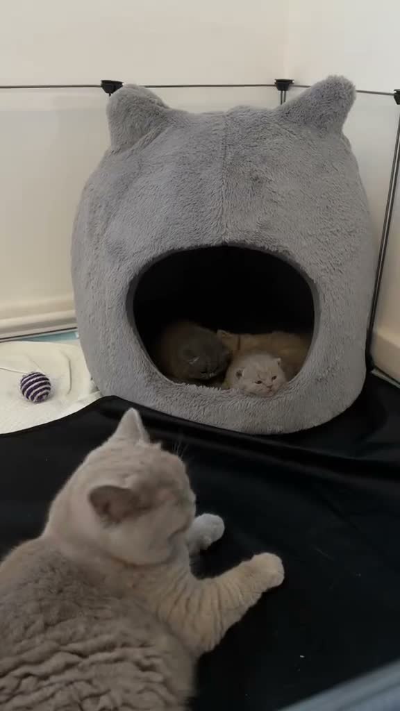 British Shorthair cats for sale: Meet the boys, Tuko, Rio & blu - Video 1