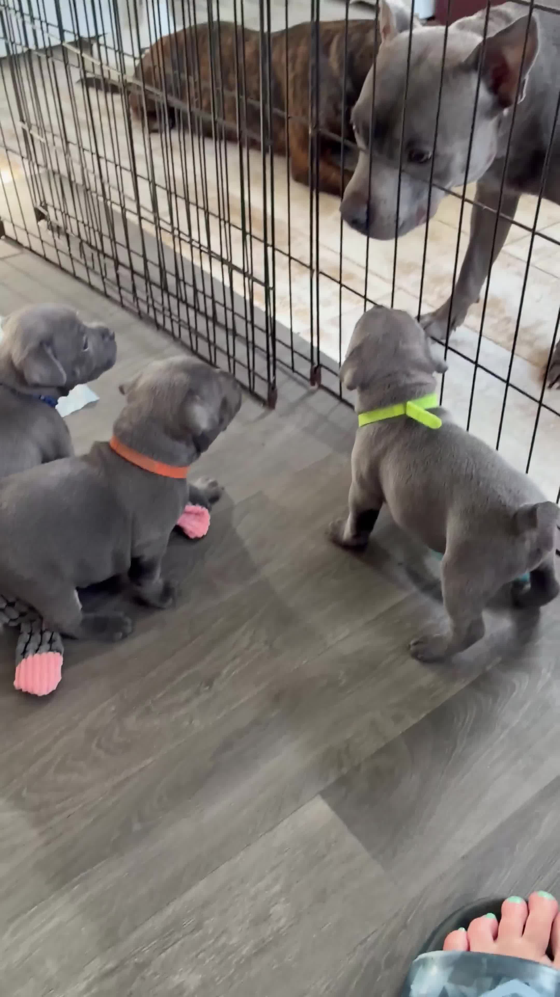 Staffordshire Bull Terrier dogs for sale: 💙KC Registered Blue Staffie Puppies💙 - Video 2