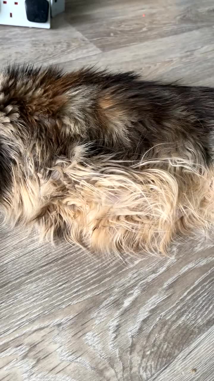 Maine Coon cats for sale: TICA Mainecoon Litter Due  - Video 1