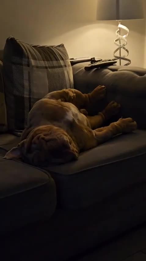 English Bulldog dogs for stud: Lilac merle English Bulldog Stud - Video 2