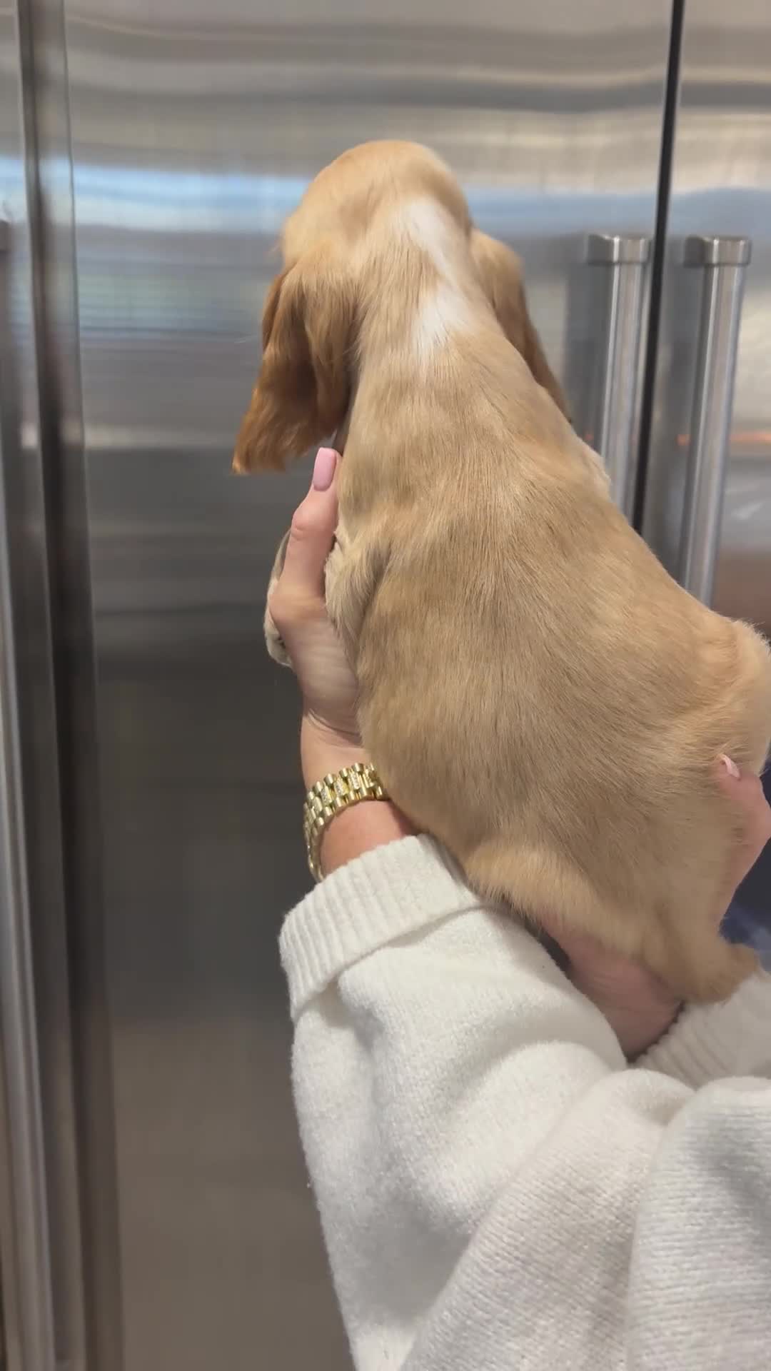 Cocker Spaniel dogs for sale: Health tested cocker spaniel puppies  - Video 5