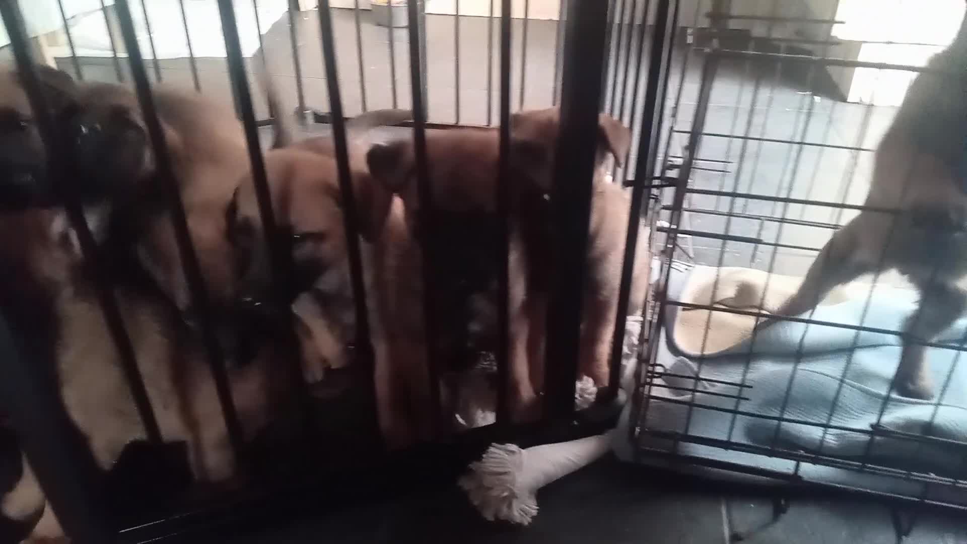 Belgian Shepherd Dog dogs for sale: Belgium malinois puppies 7 weeks old - Video 1