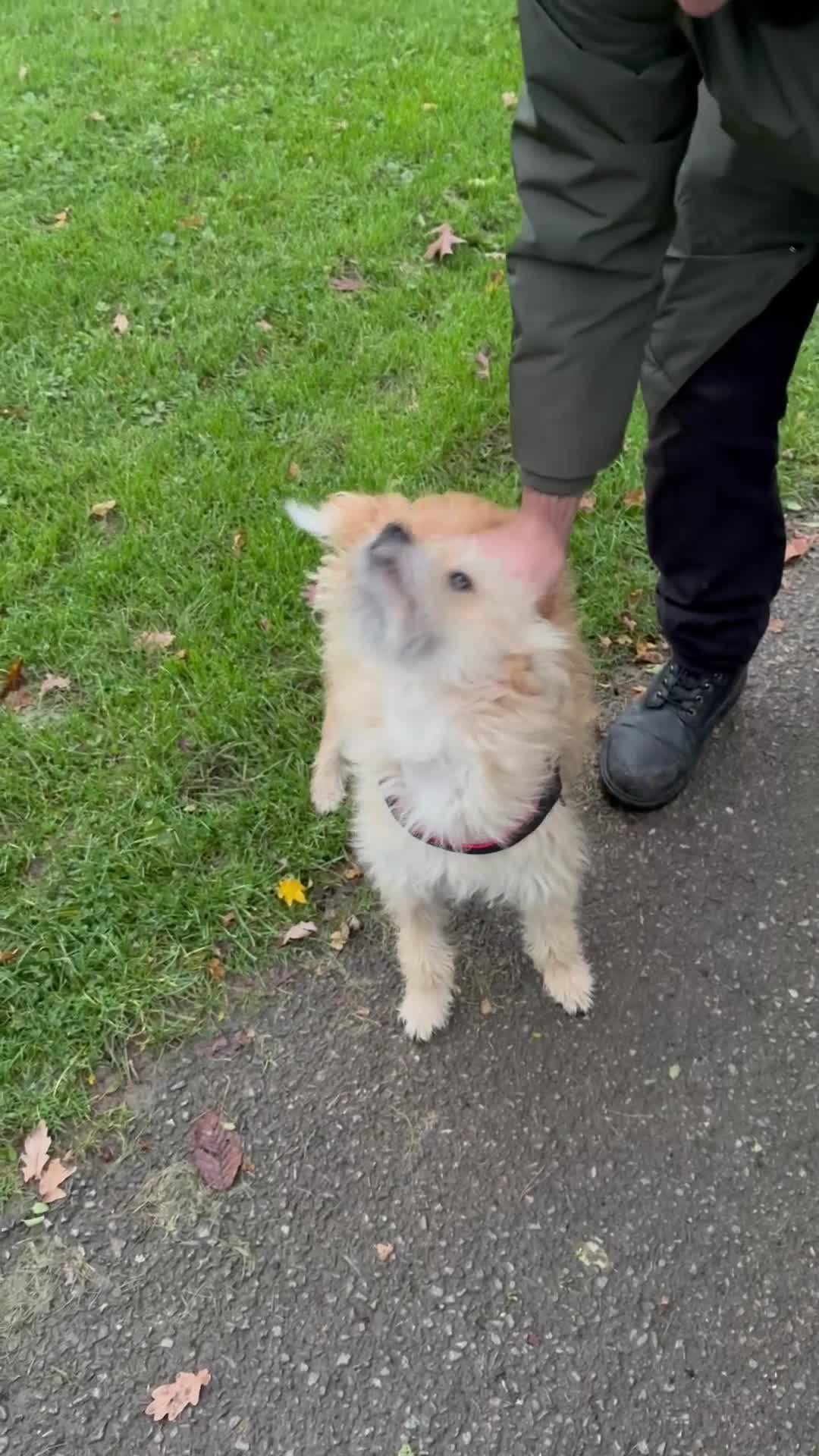 Mixed Breed dogs for sale: Milo is a rescue  - Video 2